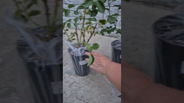 Как мы пакуем растения, если надо СДЭКОМ отправить? Доедут ли ветки?)