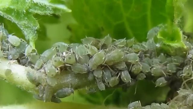 ЗА 1 РАЗ ИЗБАВИЛСЯ ОТ МУРАВЬЕВ и ТЛИ НАВСЕГДА! Я В ШОКЕ,