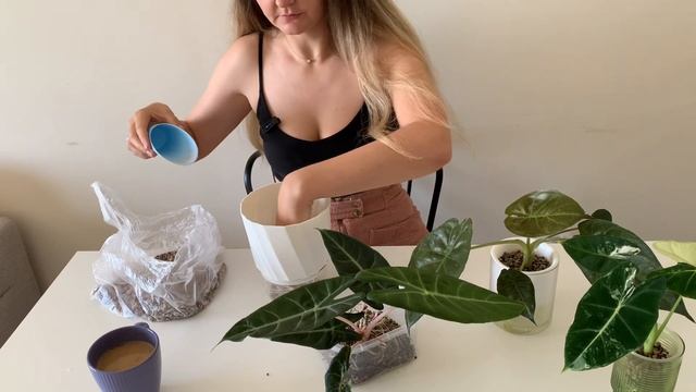 АЛОКАЗИИ ИЗ КЛУБНЯ | Алоказия фрайдек вариегатная | Ал?