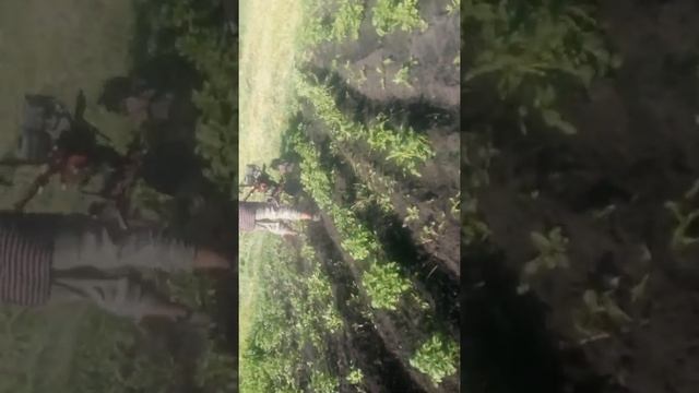 Окучник самодельный окучник