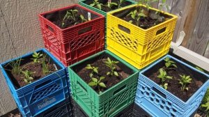 Нашли применение пластиковым ящикам в огороде