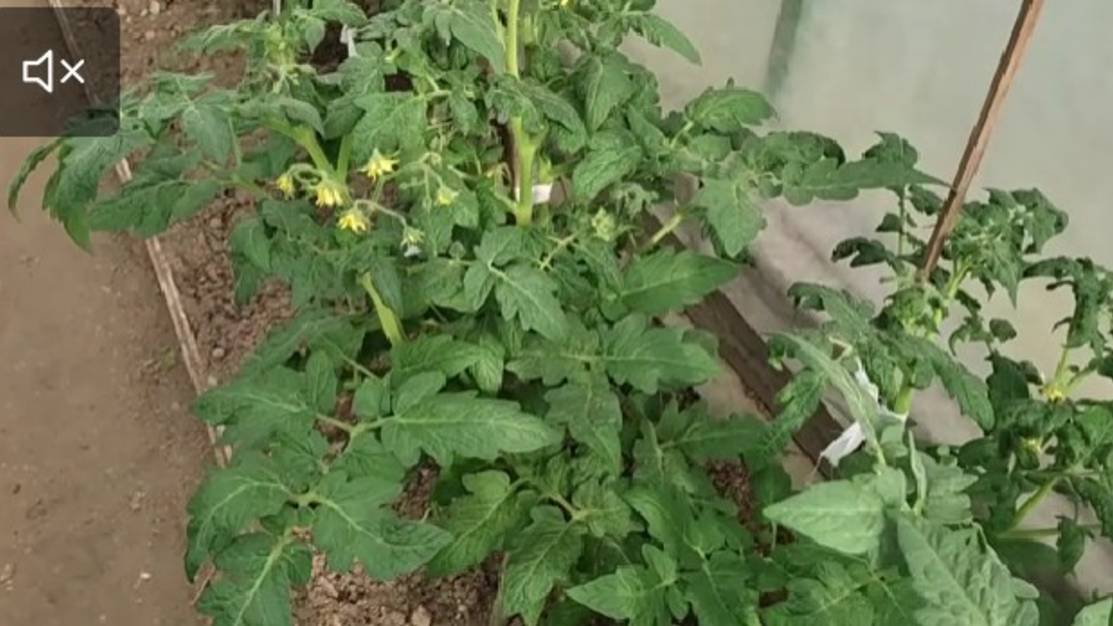 Как растут томаты гномы Улуру Охра смотреть онлайн