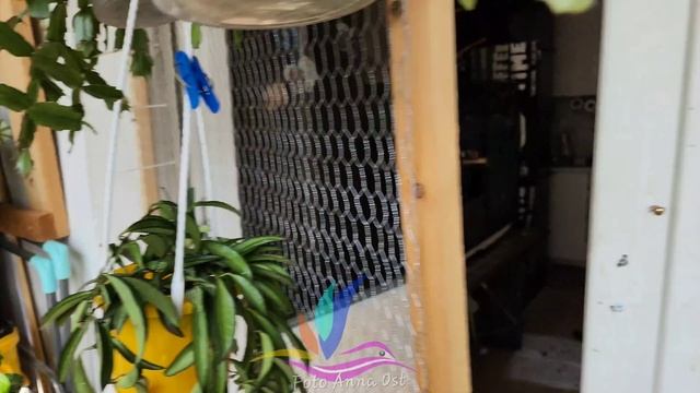 Hoya Carnosa (вроде Crimson Princess), но это не точно #хойя #Annaost #GeraGi