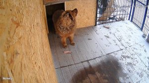 Тибетский мастиф в вольере зимой!