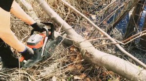 СПИЛ ДЕРЕВА БЕНЗОПИЛОЙ ПИЛИМ #бензопила #древесина #де