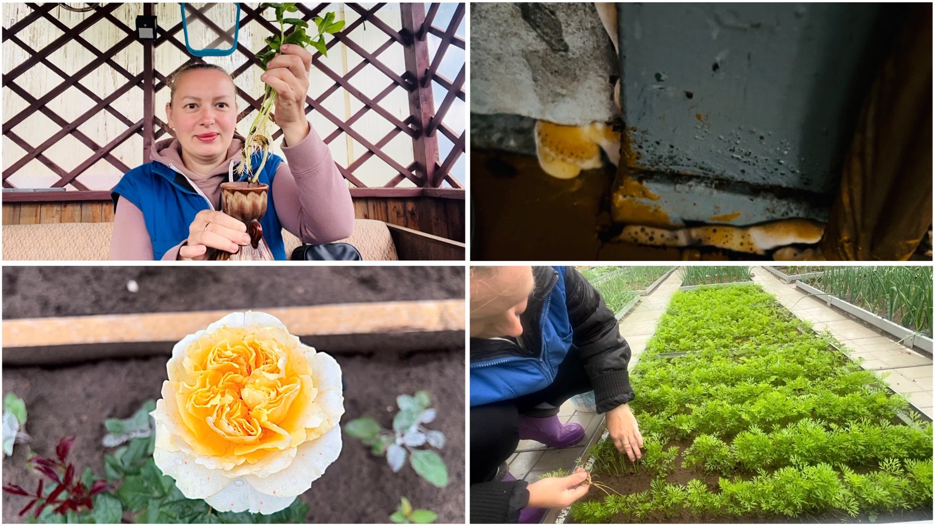 13 июня. На даче. Часть 1. Покупки. Плесень. Помогите. Розы из Светофора. Попытка проредить морковь смотреть онлайн