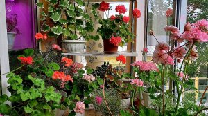 Июнь. Цветы на балконе. Что сейчас цветёт.