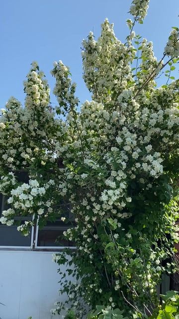 Жасмин 🤍🤍🤍