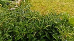 10.06.25  Пионы на участке! Про полив и подкормка пионов!