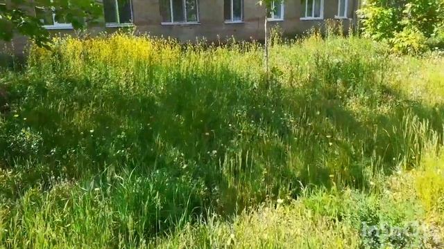 20 мая 2024 г. Жаркий день☀️Гуляем с Белкой🐕🌿