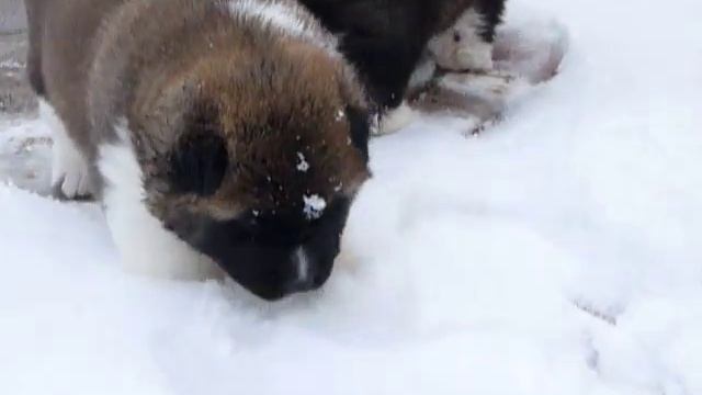 акитята от Астер и Дена,4 недели