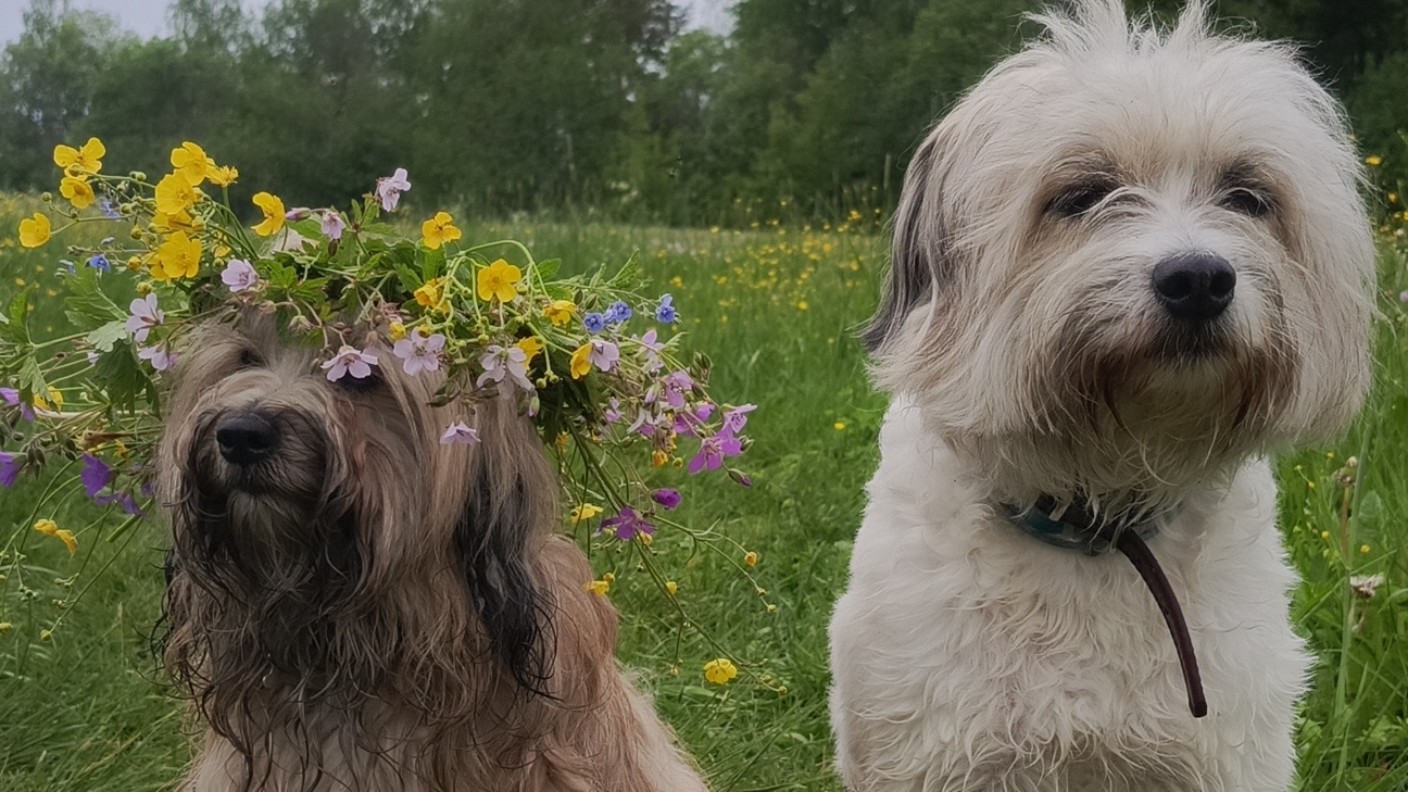 Тибетский терьер смотреть онлайн