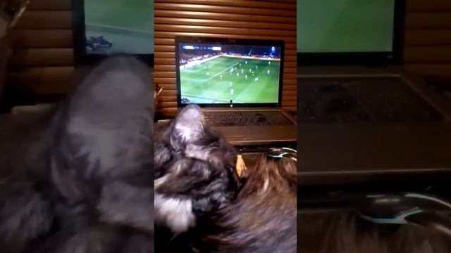 Умыл лапы! Котенок Барсик отказывается смотреть футбол матч Лиги Чемпионов - Атлетико Мадрид - Реал