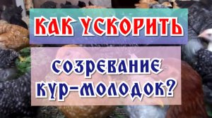 Ускоряем старт яйцекладки у кур-молодок
