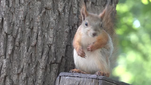 Белочки в парке Гагарина (Самара 13.06.2025) смотреть онлайн