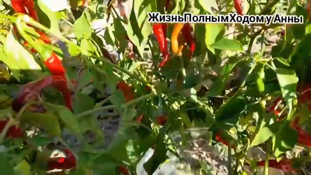 Огородный сезон 2024//30 Серия смотреть онлайн