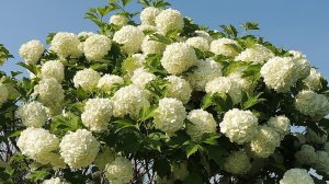 Калина Бульденеж -как и когда обрЕзать для пышного цветения?