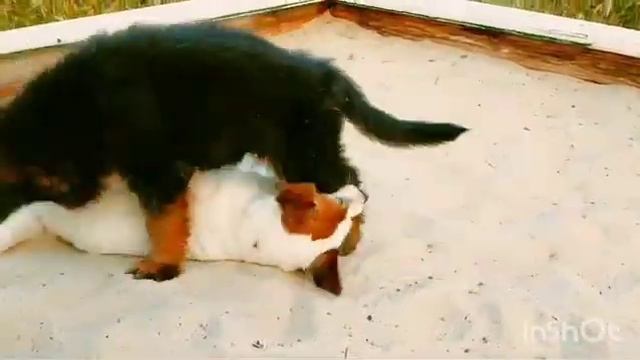 шок! овчарка против фокса. просто жесть!