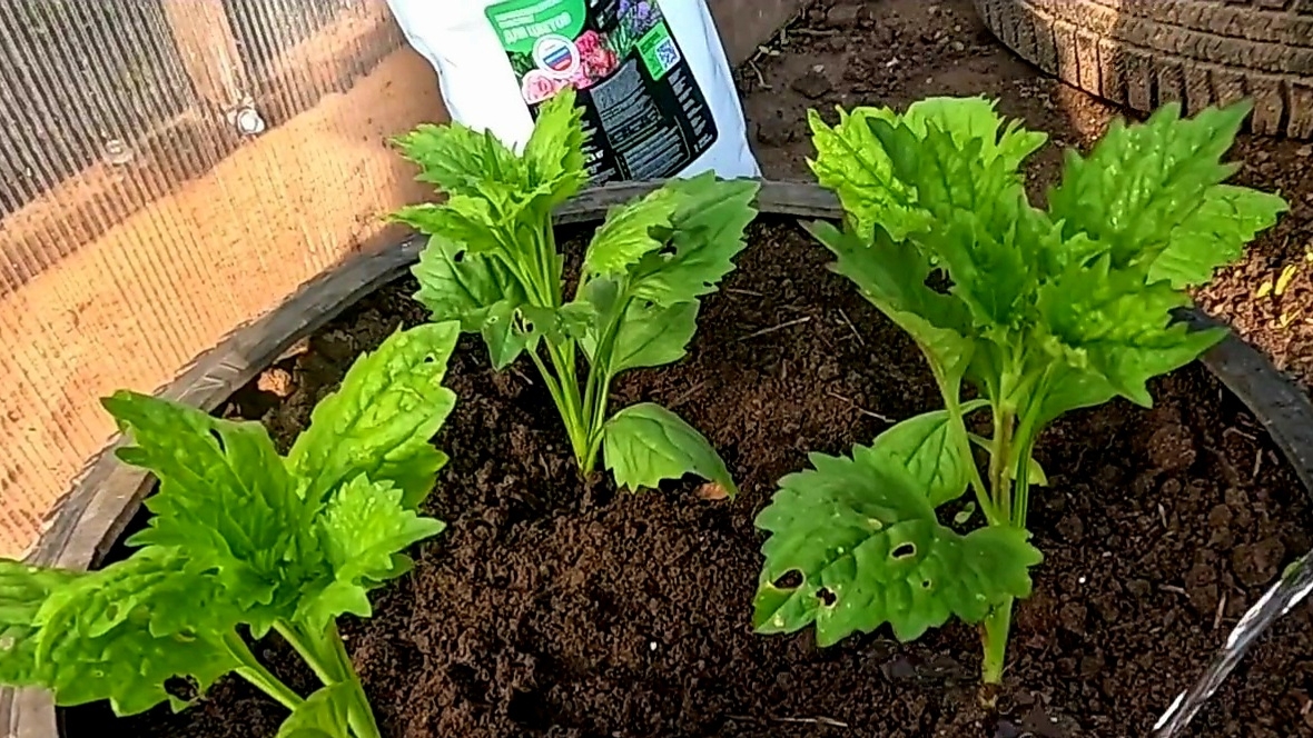 Делаем нашу жизнь красивой!! Высаживаем цветы!! смотреть онлайн