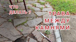 Дача без проблем. Как избавиться от травы?
