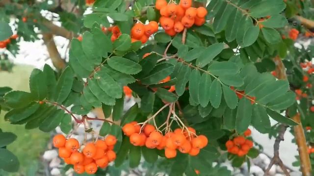 Красивая рябина с ягодами.