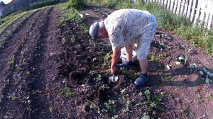 Подвязка огурцов и посадка капусты и помидоров