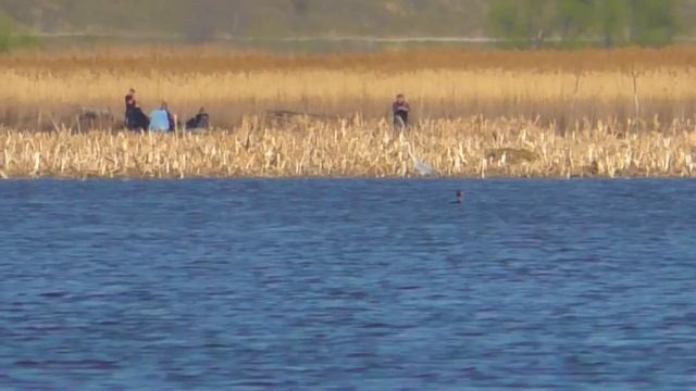 Ловля сазана, леща, плотвы перед нерестом. Рыбалка на д
