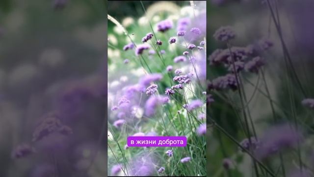 САД  МОИ СТИХИ eliza18091  стихипоэзиясадлюбов