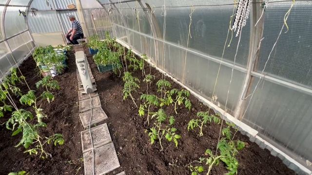 Рискуя рискуя и перец сладкий высадили 24 апреля 25 год ? смотреть онлайн