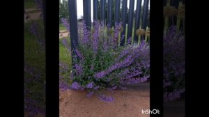 5 часть. Цветник - 2024. 31мая. #котовник #котовникфассена #?