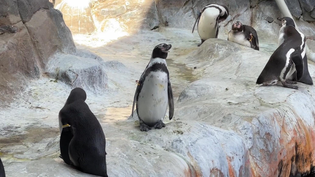 Московский зоопарк 2025 г. смотреть онлайн