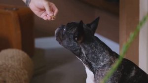 Мопсы - очаровательные и смешные собачки.