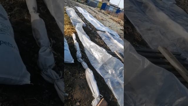 Наш первый опыт укрытия ежевики на зиму. смотреть онлайн