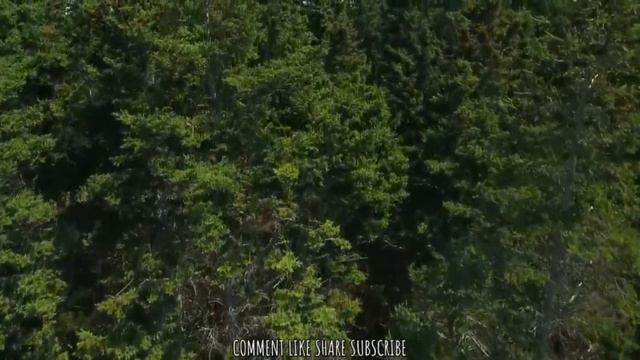 МИР ТЕБЕ-- НОВАЯ ПЕСНЯ 2025 - SMART CHRISTIAN MELODIES 🌿Исполняет David Nochka. смотреть онлайн