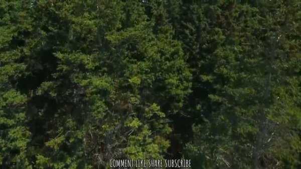 МИР ТЕБЕ-- НОВАЯ  ПЕСНЯ 2025 - SMART CHRISTIAN MELODIES 🌿Исполняет  David Nochka.