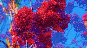 " Рябины гроздья".. музыкальная миниатюра на стихи  Нат?