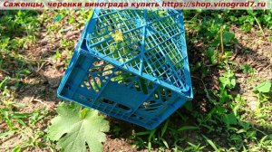 Когда снимать временные укрытия от солнца у посаженных вегетирующих саженцев- они скажут сами