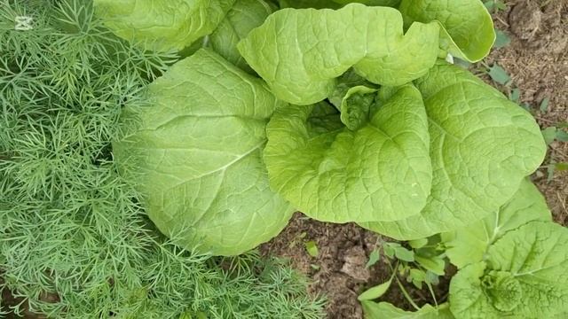 Останемся без овощей? Белорусский огород в условиях з? смотреть онлайн
