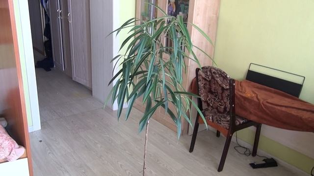 Фикус али (Биннендийка)