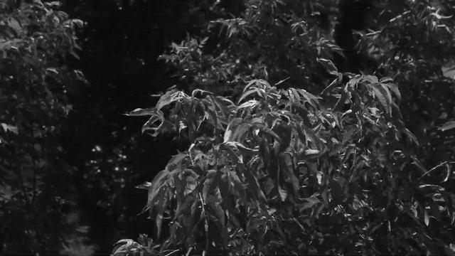 Черно-белое видео