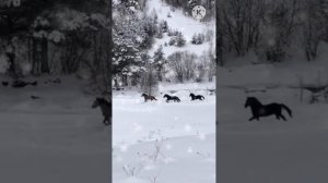 Мурат Токов   Ашхы Умутла