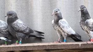 Пакистанские высоколетные голуби. Молодежь 2025.mp4