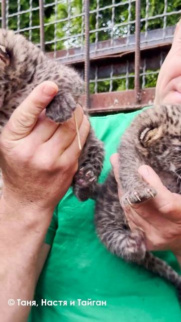 Новорожденные леопарды в Тайгане смотреть онлайн