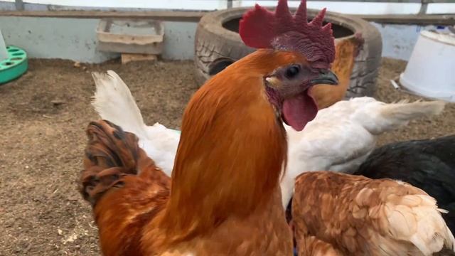 Вечернее кормление кур / куры начали линять думают вес