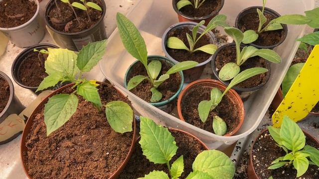 Пенсия в Чехии.Теплица..что посадить.