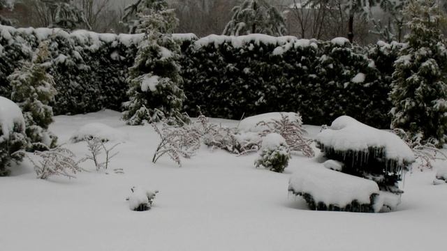 КАЛЕЙДОСКОП ИДЕЙ ДЛЯ ДИЗАЙНА. ХВОЙНЫЕ РАСТЕНИЯ на дач?