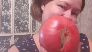 СУПЕР КРУПНОПЛОДНЫЙ СОРТ- ТОМАТ ДЕДУШКА ГРИША
ОБЗОР СОРТА