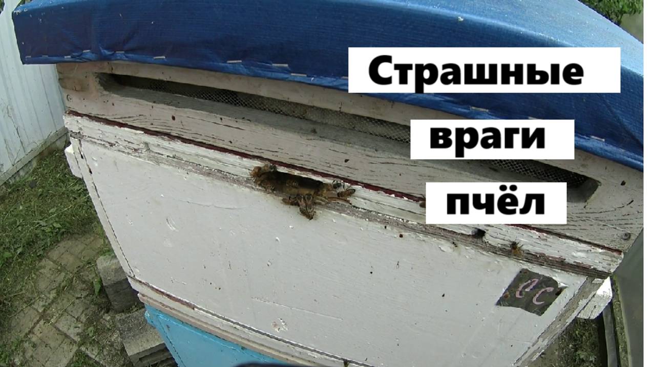 Профилактика болезней пчёл на пасеке. смотреть онлайн