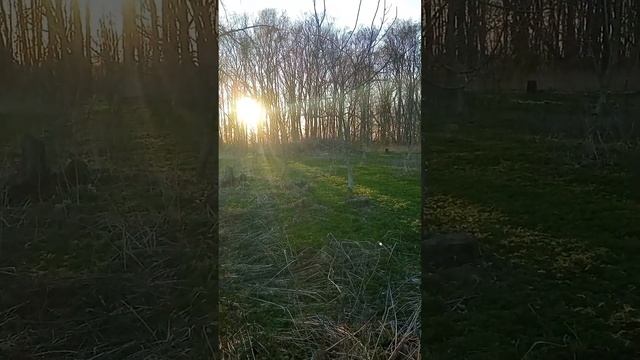 Сад грецкого ореха в Беларуси. Как стал выглядеть сад ?