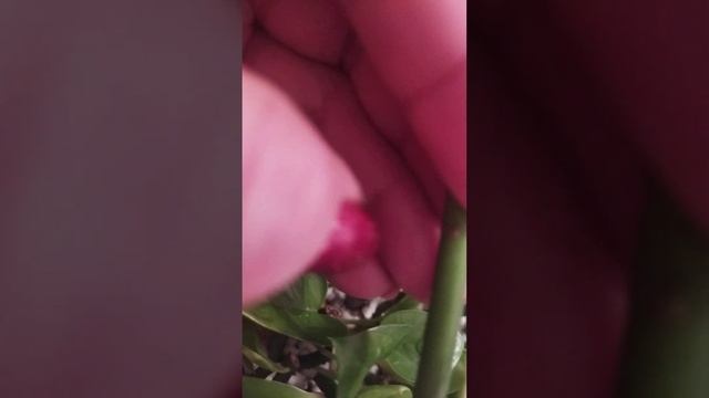 Укоренение  эпипремнума сциндапсус. упрощенный вари?